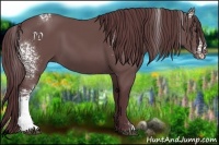 Horse Color:White Spotted Chocolate Black 