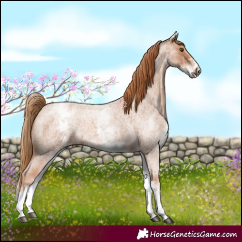 Horse Color:White Spotted Red Roan Rabicano 