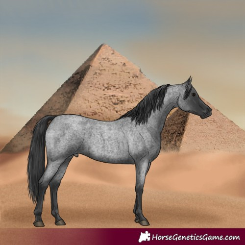 Horse Color:Blue Roan 