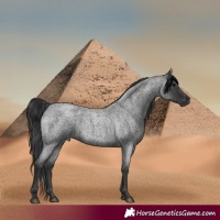 Horse Color:Blue Roan 