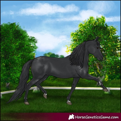 Horse Color:Black 