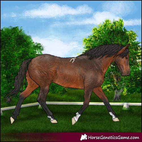 Horse Color:Bay 
