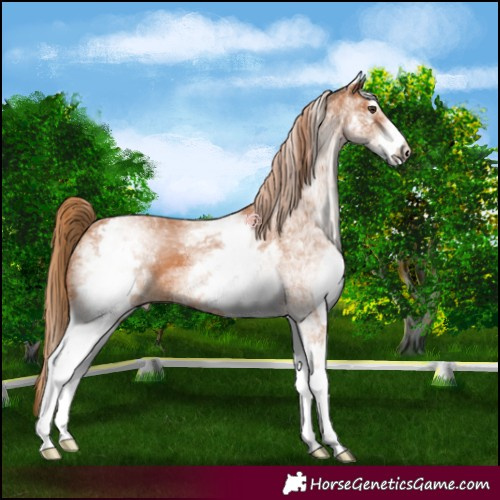 Horse Color:White Spotted Chestnut 
