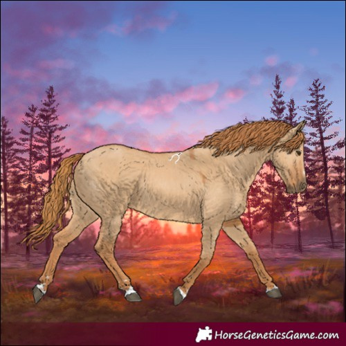 Horse Color:Red Dun 