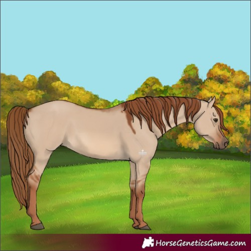 Horse Color:Red Dun 
