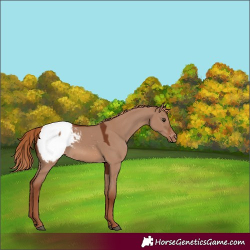 Horse Color:Red Dun Appaloosa 