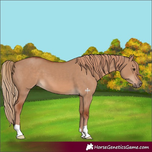 Horse Color:Red Dun 