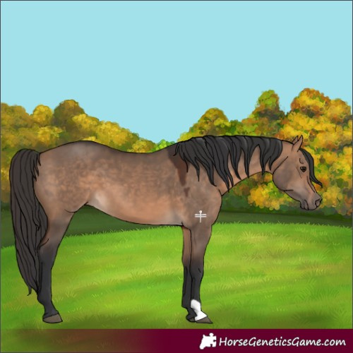Horse Color:Bay Dun 
