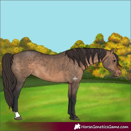 Horse Color:Brown Dun Appaloosa 