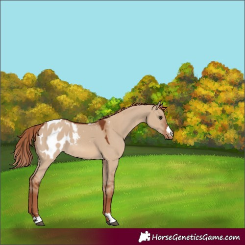 Horse Color:Red Dun Appaloosa 
