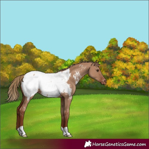Horse Color:Red Dun Appaloosa 