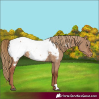 Horse Color:Red Dun Appaloosa 