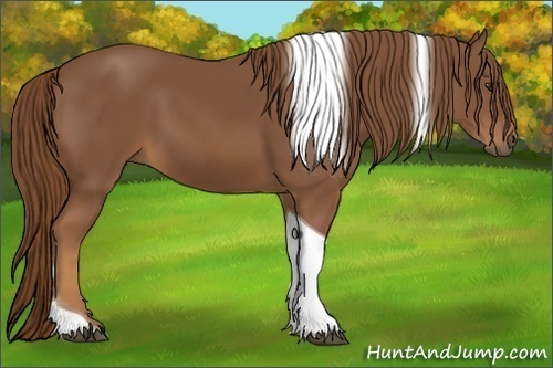Horse Color:Chestnut Tobiano