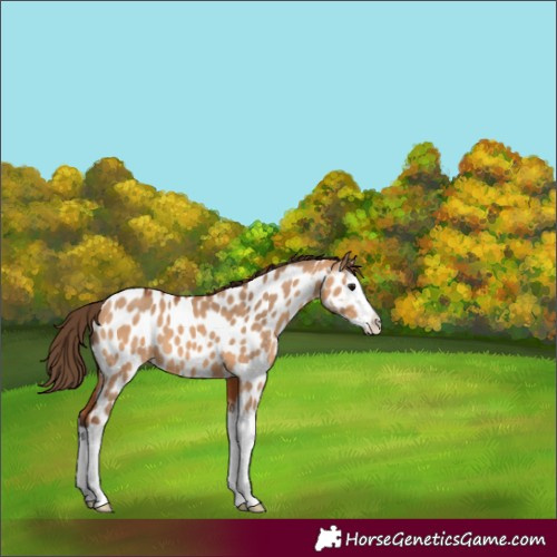 Horse Color:Bay Dun Splash Appaloosa 