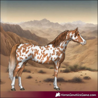Horse Color:Chestnut Splash Near Leopard