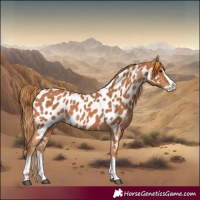 Horse Color:Chestnut Splash Near Leopard 