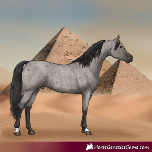 Horse Color:Smoky Grullo Roan 