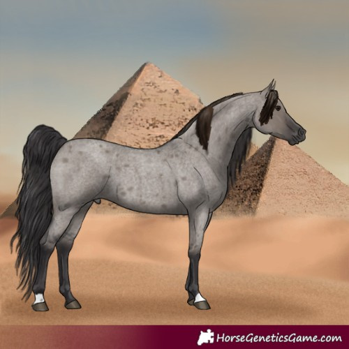Horse Color:Smoky Grullo Roan 