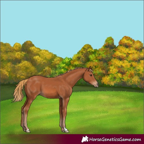Horse Color:Chestnut 