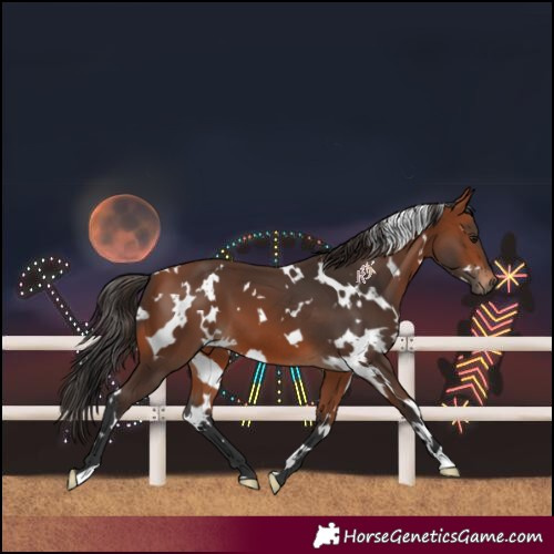 Horse Color:White Spotted Bay 