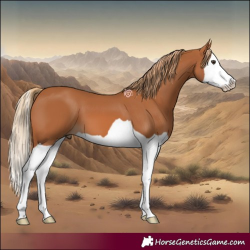Horse Color:Chestnut Splash 