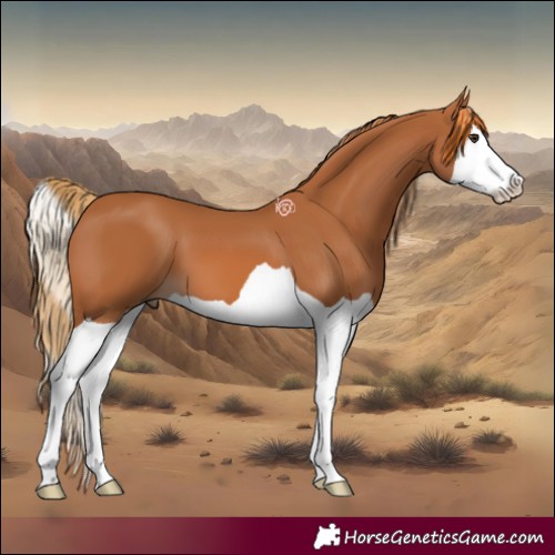 Horse Color:Chestnut Splash 