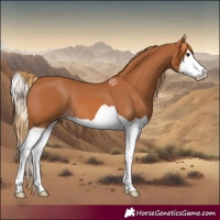 Horse Color:Chestnut Splash