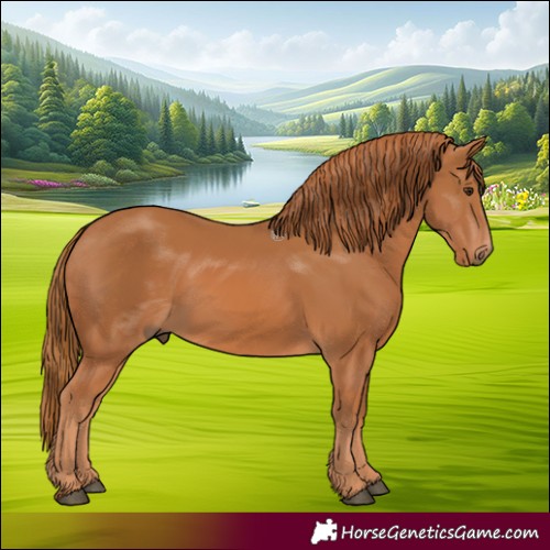 Horse Color:Chestnut 