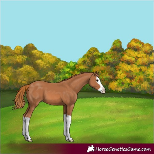 Horse Color:Chestnut Splash 