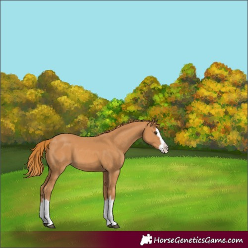 Horse Color:Chestnut Splash 
