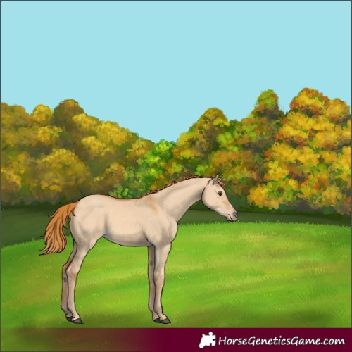 Horse Color:Red Dun 