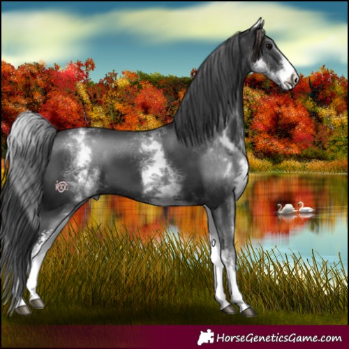 Horse Color:White Spotted Black Sabino 