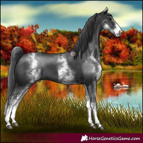 Horse Color:White Spotted Black Sabino 