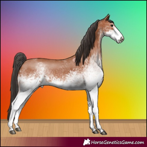 Horse Color:White Spotted Bay Sabino 