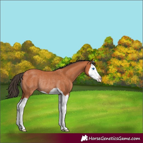 Horse Color:Bay Splash Rabicano 