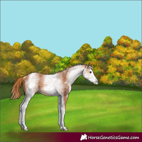Horse Color:White Spotted Chestnut Splash 