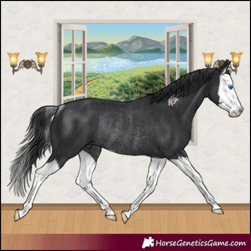 Horse Color:Black Splash Rabicano 
