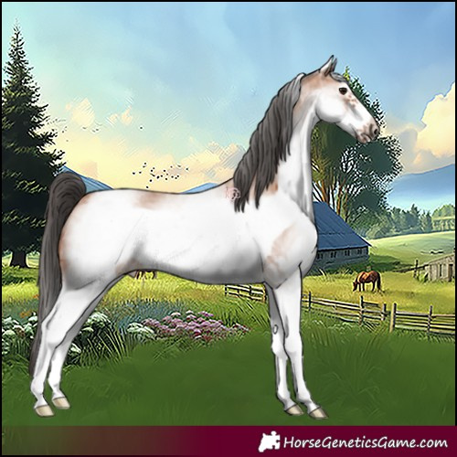 Horse Color:White Spotted Bay Sabino Frame 