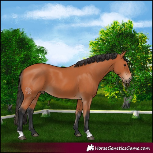 Horse Color:Bay 