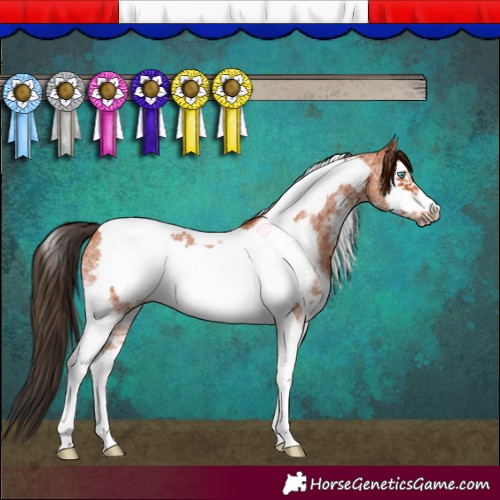 Horse Color:Bay Sabino Tobiano Frame 