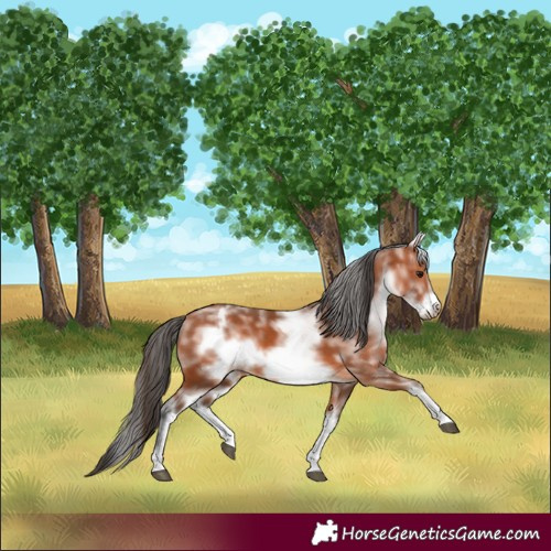Horse Color:White Spotted Bay Frame 