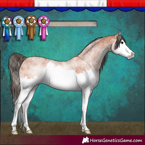 Horse Color:White Spotted Bay Splash 
