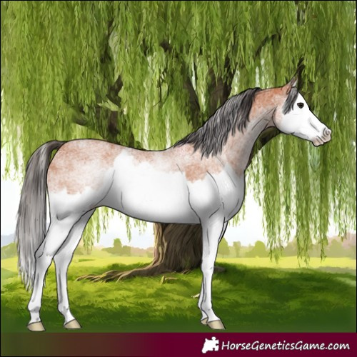 Horse Color:White Spotted Bay Splash 