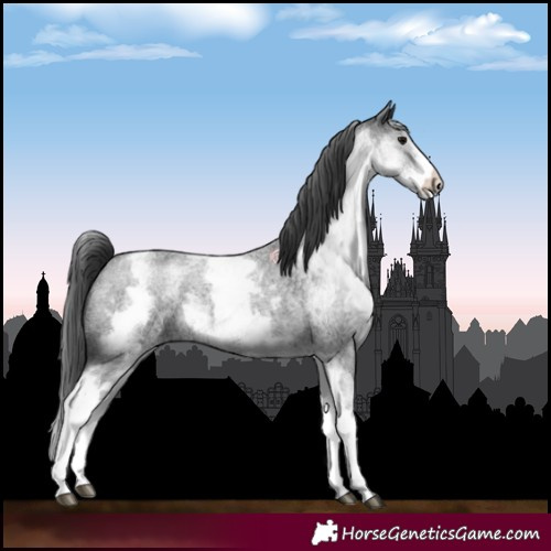 Horse Color:White Spotted Blue Roan 