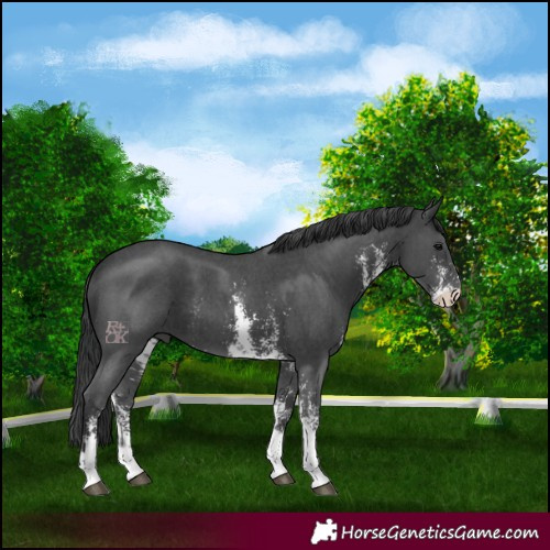 Horse Color:Black Sabino 