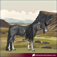 Horse Color:Black Sabino 