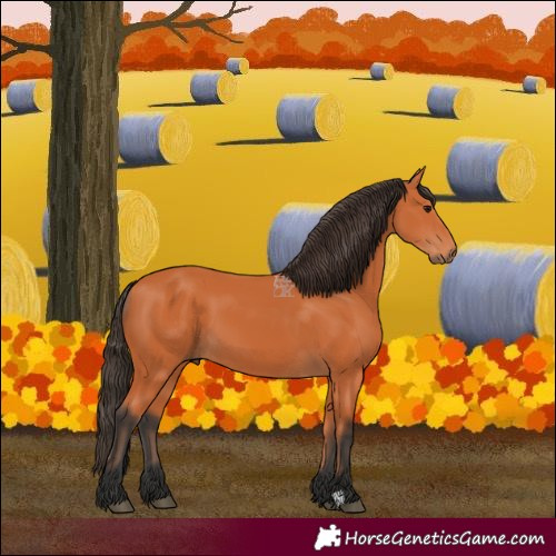 Horse Color:Bay 