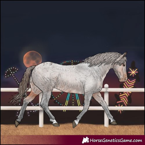 Horse Color:Bay Roan Appaloosa 