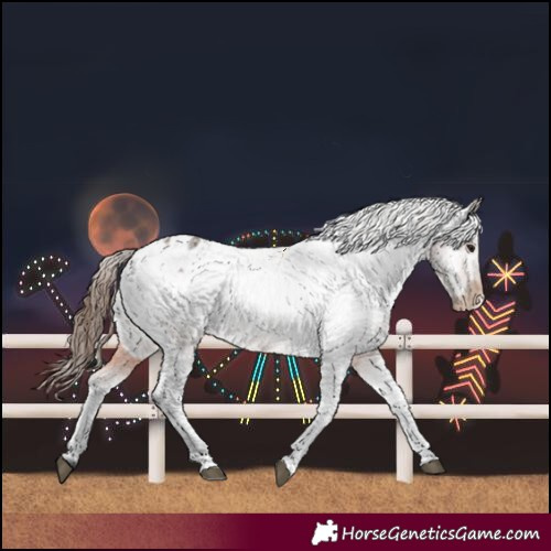 Horse Color:Bay Roan Appaloosa 