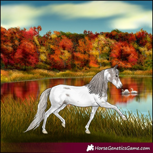 Horse Color:Silver Black Sabino Tobiano Frame 